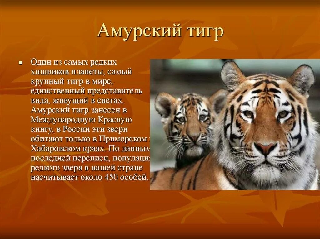Почему тигр занесен в красную книгу. Амурский тигр занесен в красную книгу россии. сообщение о животном из красной книги 3 класс. амурскийтигр занесение в красснуб книгу. животные красной книши.