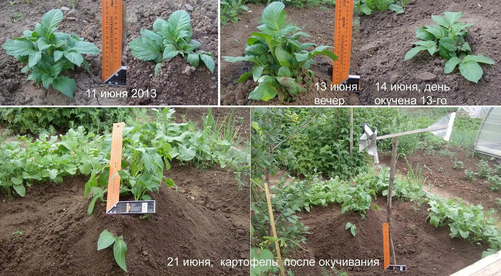 Сколько раз надо окучивать картошку. Правильное окучивание картофеля. высота окучивания картофеля. как правильно окучивать картофель. зачем окучивать картофель.