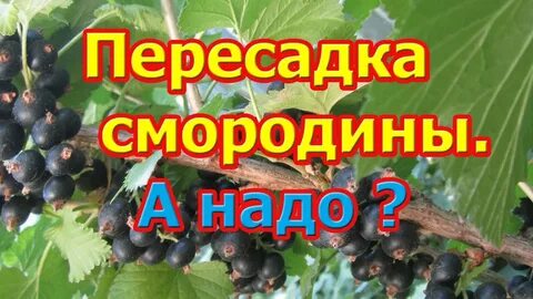 Время пересадки смородины