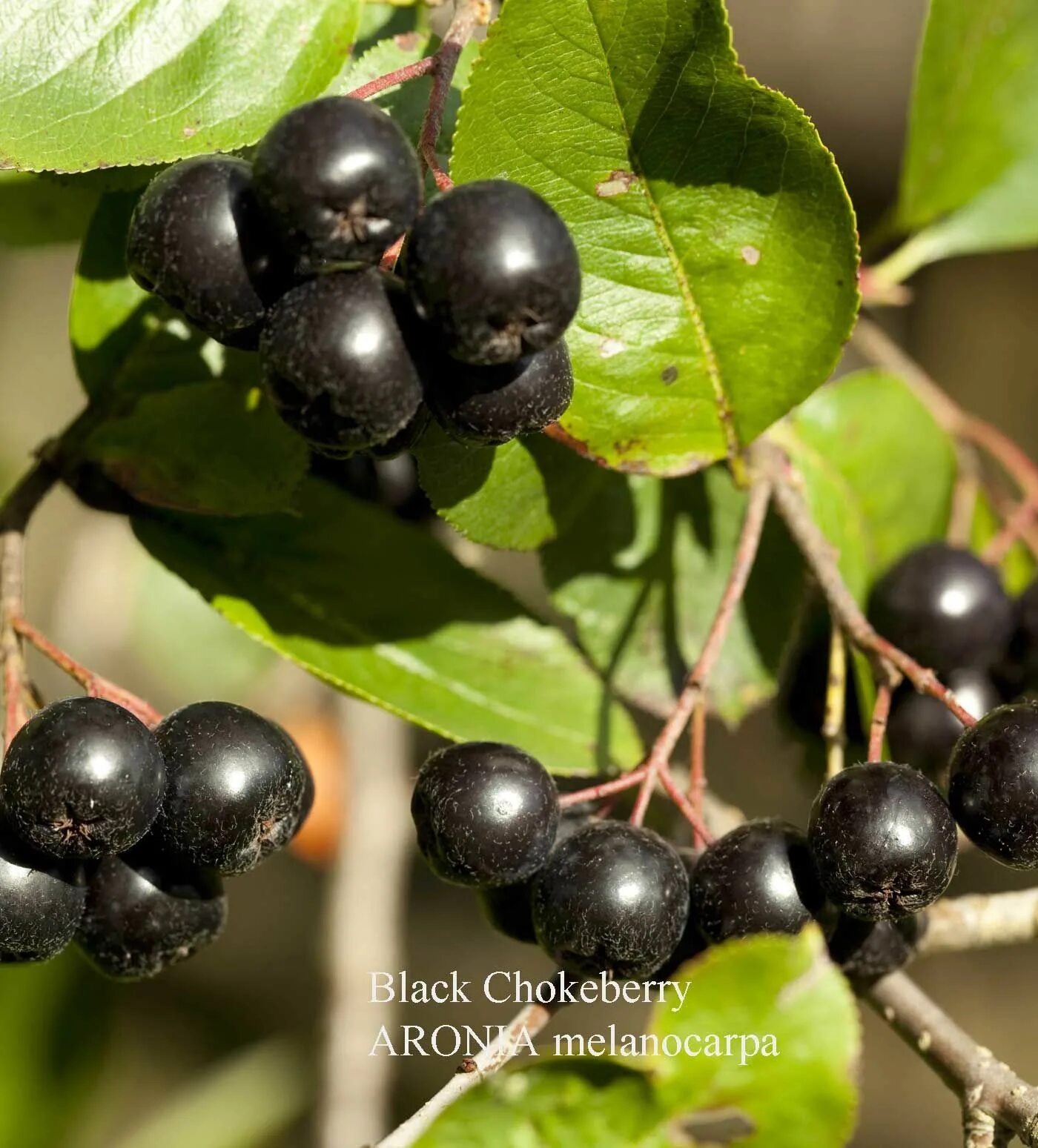 Зелено черная ягода. Арония melanocarpa. Арония черноплодная (Aronia melanocarpa). Aronia melanocarpa кустарник. Рябина черноплодная , Sórbus Arónia melanocárpa.