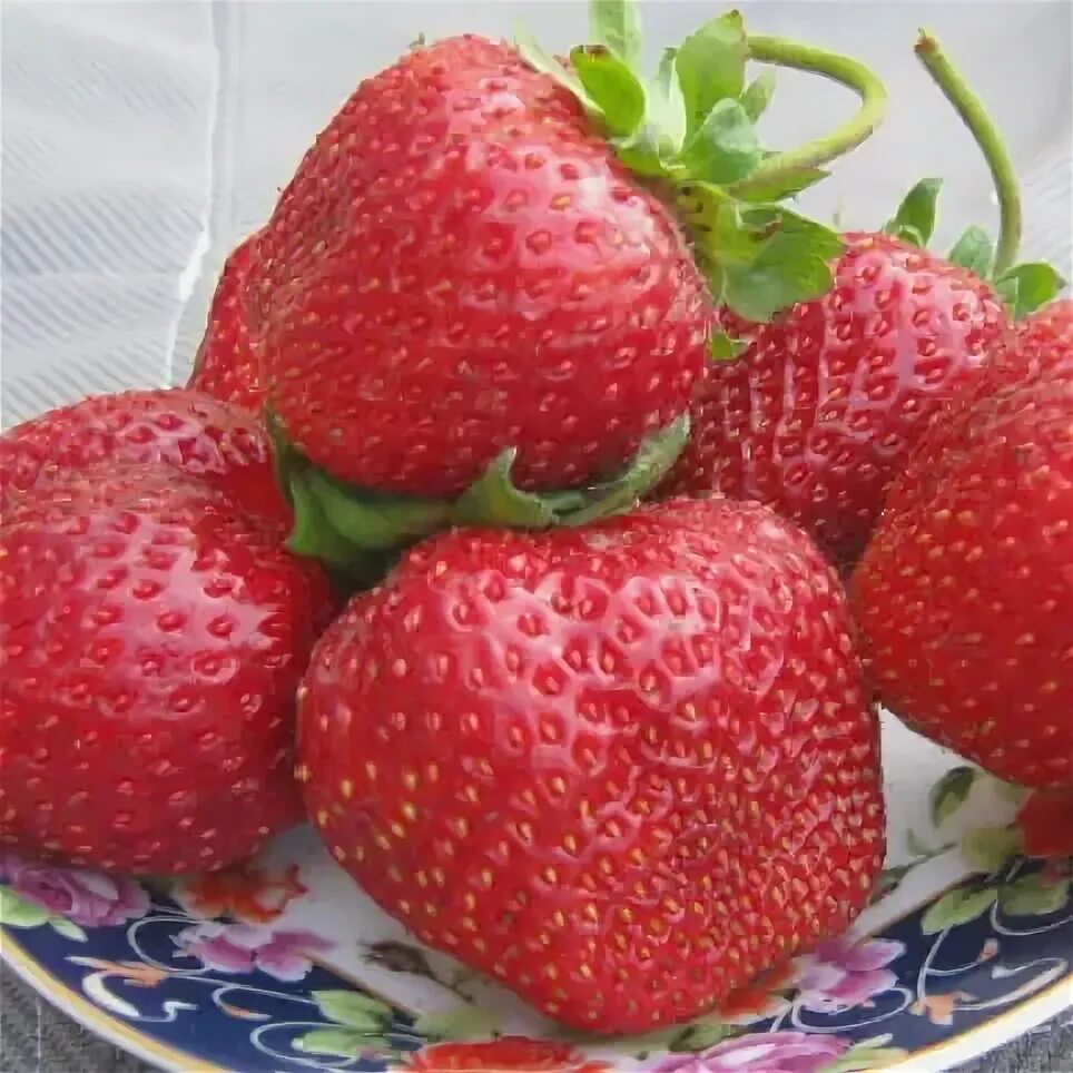 Сорт клубники великан. Сорт клубники гигант. Клубника сорт гигант джорнея. Земляника гиганта отзывы. Садовая земляника черный принц.