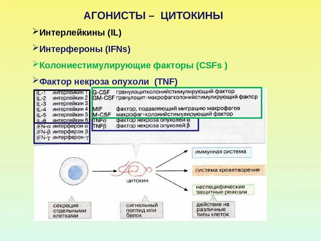 Укажите функцию интерферона