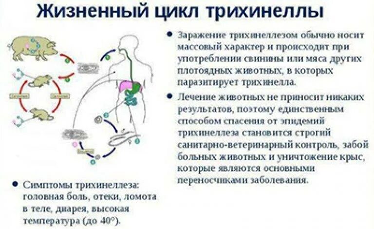 Профилактика глистных инвазий трихинеллез. Трихинеллез инвазионная форма. Трихинеллы паразитирует в органах. Источник инфекции трихинеллеза. Трихинеллез пути заражения.