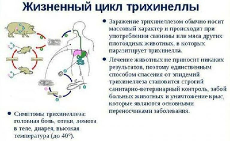 Способы заражения человека происходит. Цикл развития трихинеллы симптомы. Трихинеллёз жизненный цикл трихинеллы. Цикл развития трихинеллы спиральной схема. Трихинелла жизненный цикл.