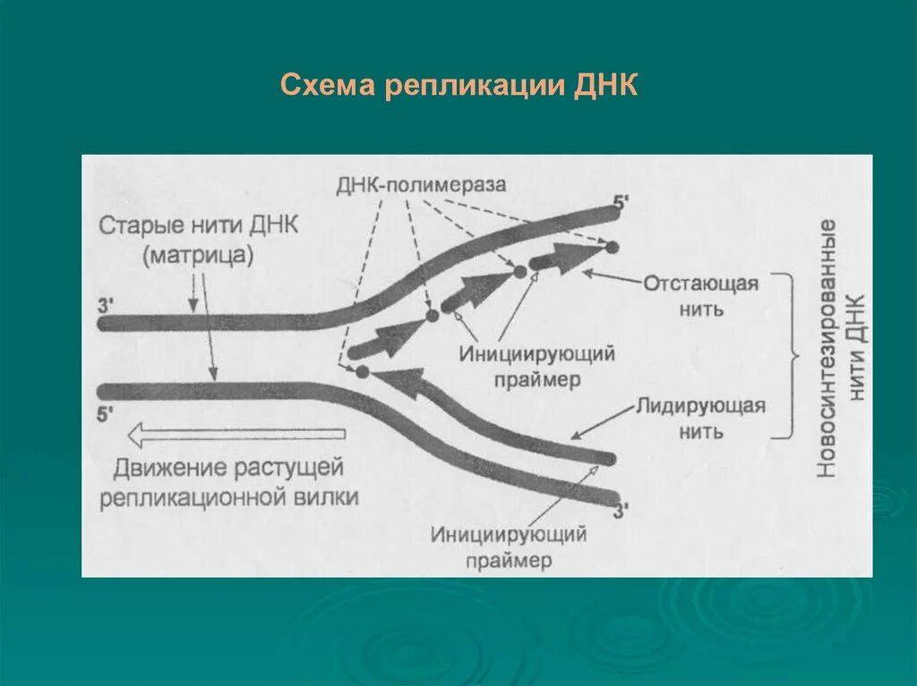4 репликация днк. Схема репликации днк. репликация днк этапы схема. схема процесса репликации. схема реплики.