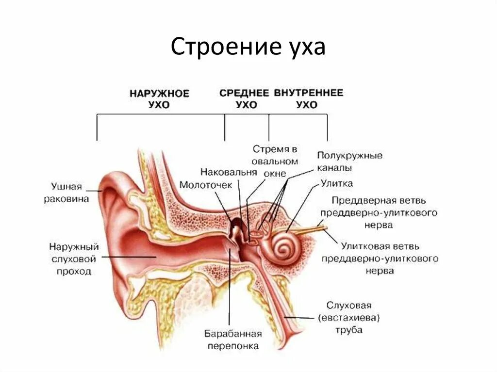 Слуховая труба вестибулярный аппарат. Строение слухового анализатора анатомия. Слуховой аппарат строение анатомия. Строение периферического отдела слухового анализатора. Слуховой аппарат строение и функции.