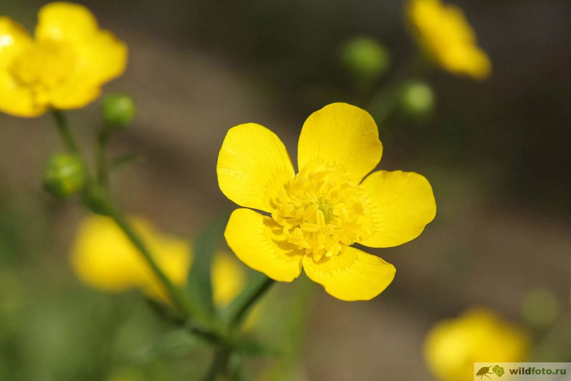 Куриная слепота 2. Лютик едкий (Ranúnculus Ácris. Лютик Луговой. Лютик едкий куриная слепота. Ranunculus Acris Лютик едкий.