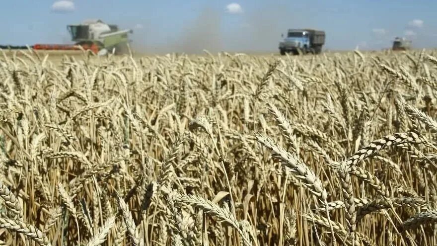 Сорт озимой пшеницы алексеевич. Уборка пшеницы. Саратовская область урожайность. Саратовская область урожайность. Саратовская область урожайность.