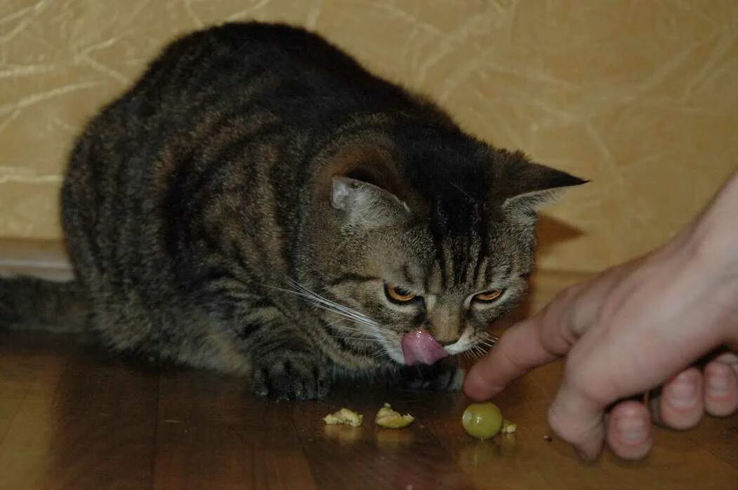 Коты любят оливки. Кот и оливки. кошка оливка. коты и оливки. котик с оливками.