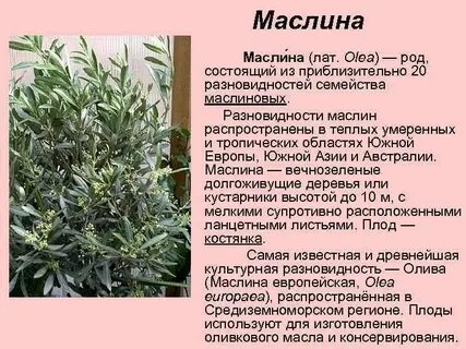 Маслина это род вечнозеленых деревьев