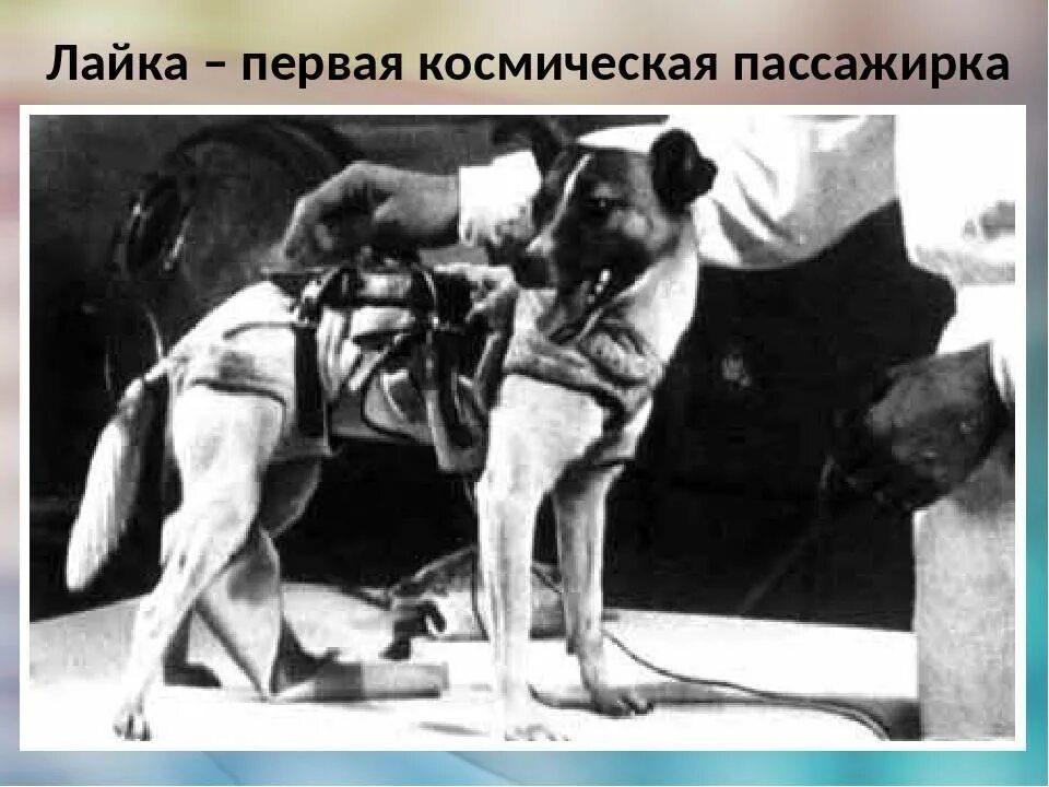 Как звали первую собаку побывавшую в космосе. Собака лайка 1957. Первая собака космонавт лайка. 1957 Лайка в космосе. Собака лайка в космосе 1957.