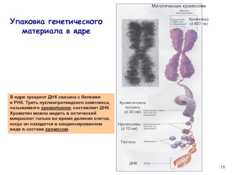 Компактизация хромосом. Хроматин: уровни организации (упаковки) наследственного материала. Упаковка ДНК В хромосомах таблица. Схема упаковки ДНК В хромосоме. Наследственный материал хромосомы
