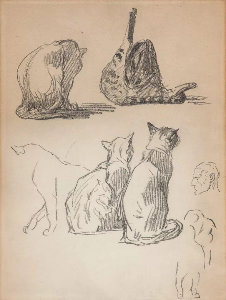 Линейный кот