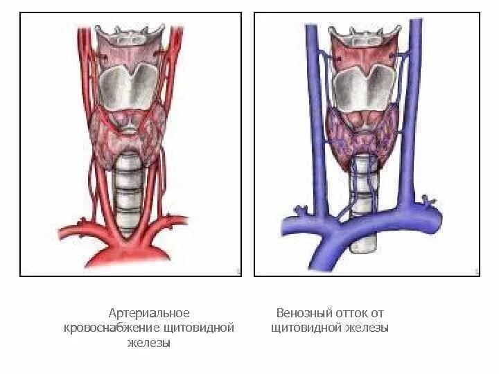 Кровоснабжение щитовидной железы топографическая анатомия. Непарная щитовидная артерия. Венозный отток щитовидной железы анатомия. Кровоснабжение щитовидной железы и паращитовидных желез.