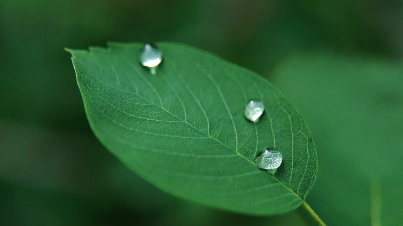 Капля на листе фото Estudio de Impacto Ambiental precio 13 Best nature images, Nature plants, Plants