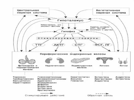 Подсистема системы человек