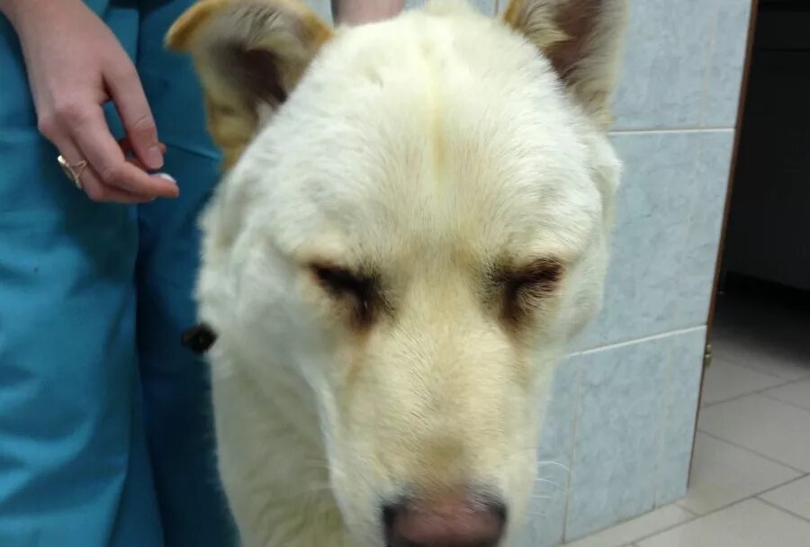 Глаза собаки. Кератоконъюнктивит пекинес. Хаски альбинос. У собаки белые глаза. Собака с мешками под глазами.