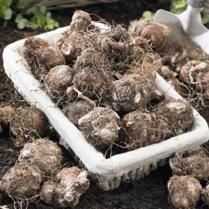 Как хранить клубни. Каладиум white queen. caladium клубни. каладиум луковица. каладиум клубни пророщенные.