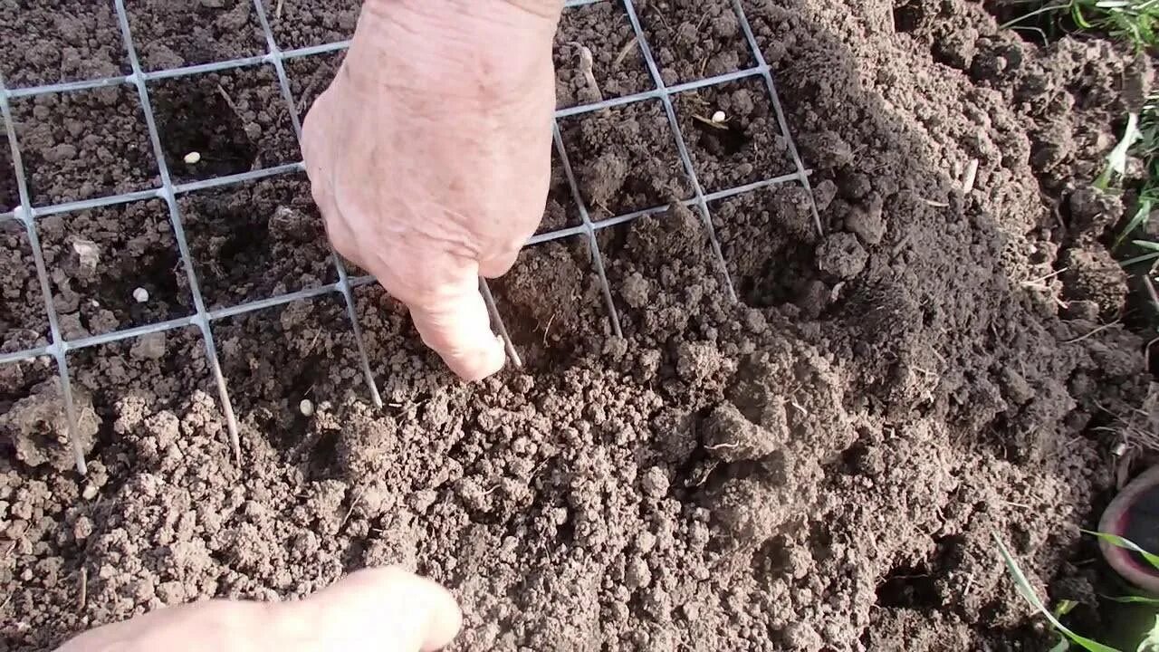 Правильная посадка семян моркови. Посадка моркови весной в открытый грунт. Посев семян в открытый грунт. Посадка моркови весной в открытый. Посев семян в гряды.