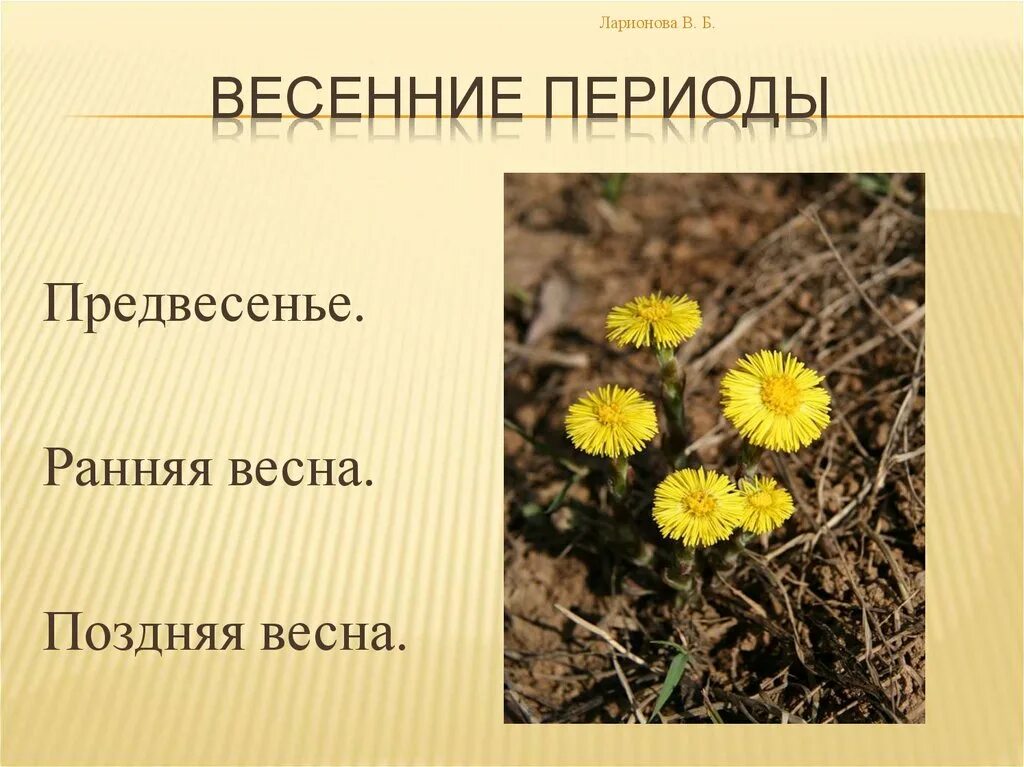 Время года лето изменения в жизни растений. Фенологические наблюдения в природе весной. Изменения в жизни растений весной. Весенние явления в жизни растений. Весенние фенологические изменения в природе.