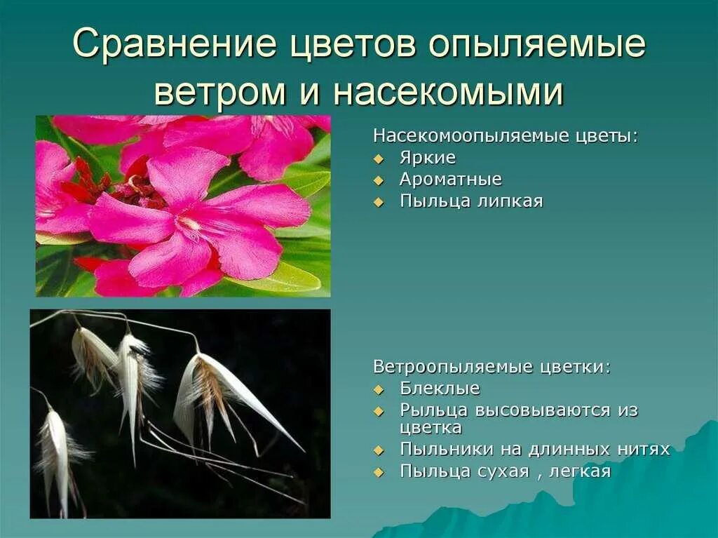 Какие способы опыления. Ветроопыляемые и насекомоопыляемые цветки. Опыление растений насекомыми и ветром. Растения которые опыляются. Растения опыляемые ветром и насекомыми.