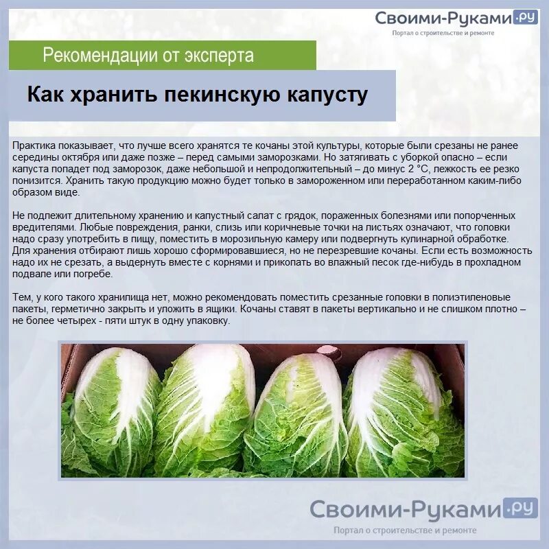 Пекинская капуста схема посадки в открытый грунт. Питание пекинской капусты в открытом грунте. Хранение пекинской капусты. Температурный режим хранения пекинской капусты. Какая температура нужна капусте