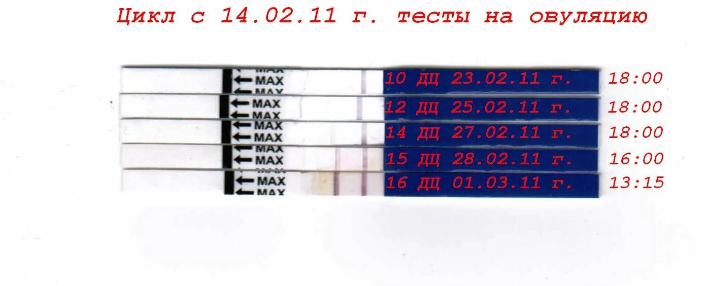 Тест на овуляцию положительный после овуляции форум. Тест на овуляцию. тесты на овуляцию цикл. тесты на овуляцию по дням. мониторинг тестов на овуляцию.