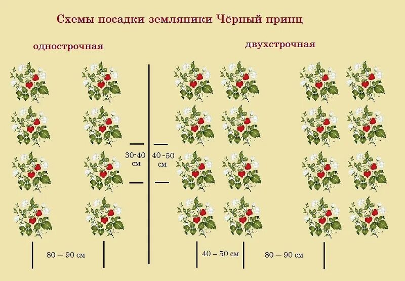 Какое расстояние между посадкой клубники