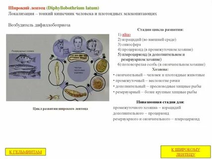 Дифиллоботриоз клинические рекомендации