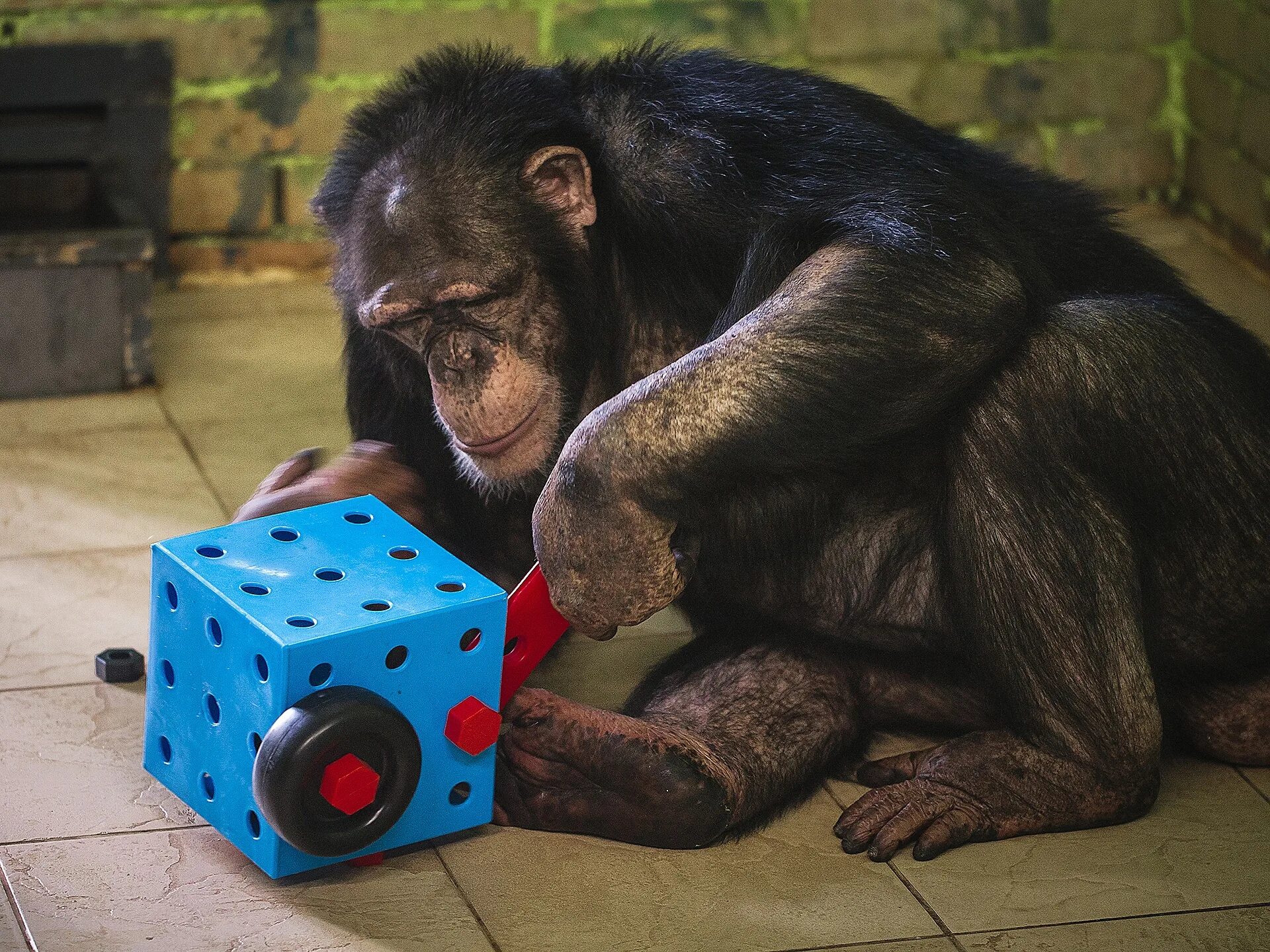 Обезьяны в майнкрафте мод. Обезьяна в зоопарке. Шимпанзе с инструментом. Шимпанзе играть. Обезьяны играются.