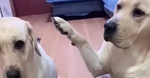 Видео хозяева