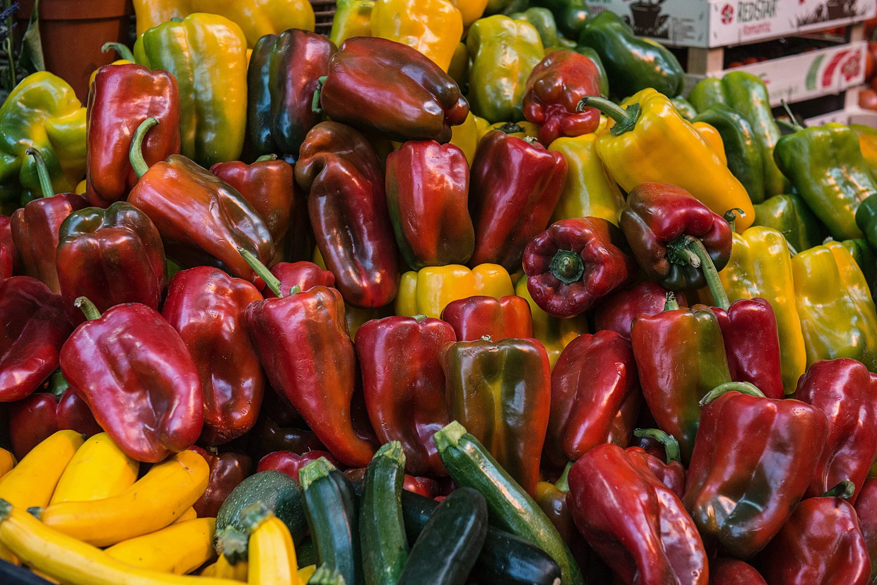 Перец Capsicum annuum. Перец Крымский. Болгарский сладкий перец. Цветной болгарский перец. Peppers перламутровые