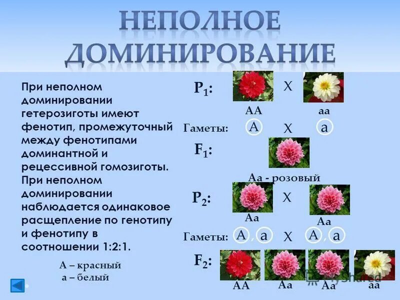 Гибриды второго поколения имеют. Расщепление по генотипу при неполном доминировании. Расщепление по фенотипу и генотипу при неполном доминировании. Неполное доминирование f1 f2. Гетерозиготное скрещивание при неполном доминировании.