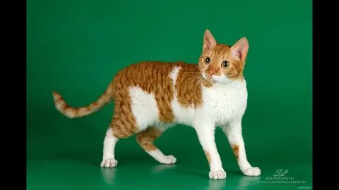 Уральский кот