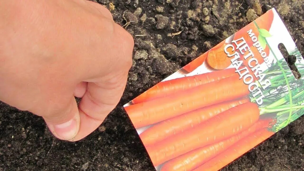 Подзимний посев моркови. Морковь под зиму. Посадка моркови в мае в открытый грунт. Семена моркови для зимней посадки. В каком месяце сажают морковь