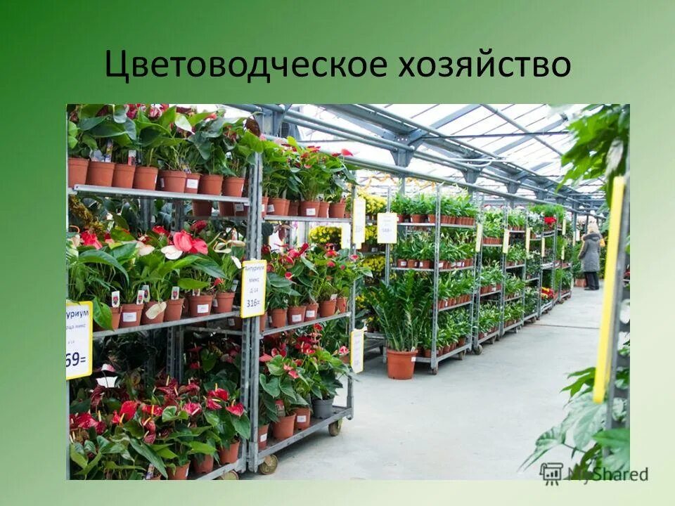 барвинок пестрый. люпиновое поле липецкая область. люпин6овые поля во владимирской области. хоста стеллита. магазин комнатных цветов.