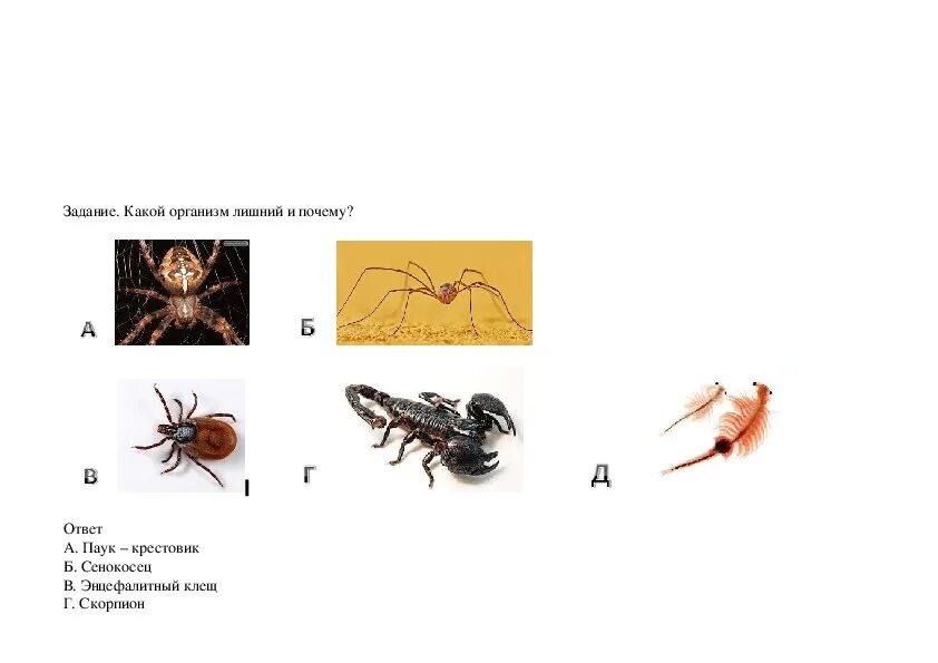 Биология паукообразные тест. Паукообразные задания. Задачи по теме паукообразные. Скорпионы и клещи представители класса паукообразные. Творческое задание паукообразные.
