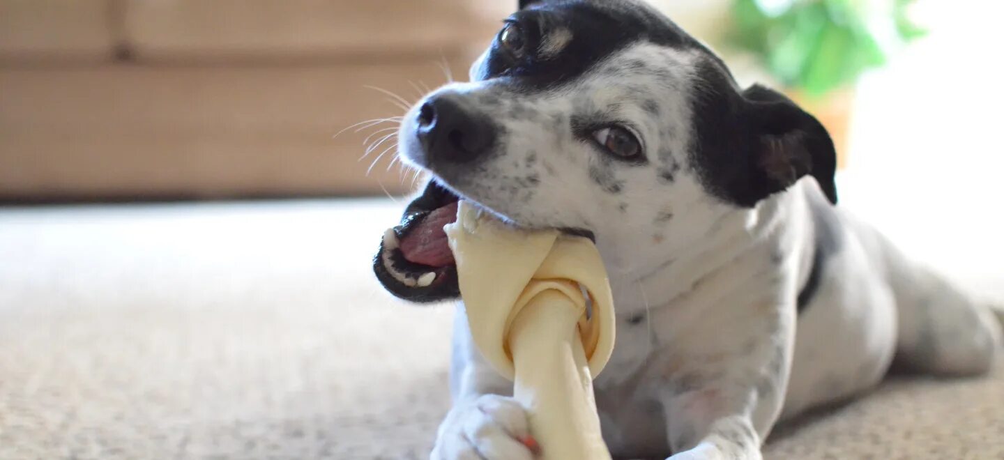 Косточки для собак. Собака грызет мебель. Собака грызет. Щенок грызет. Щенок сгрыз обувь.