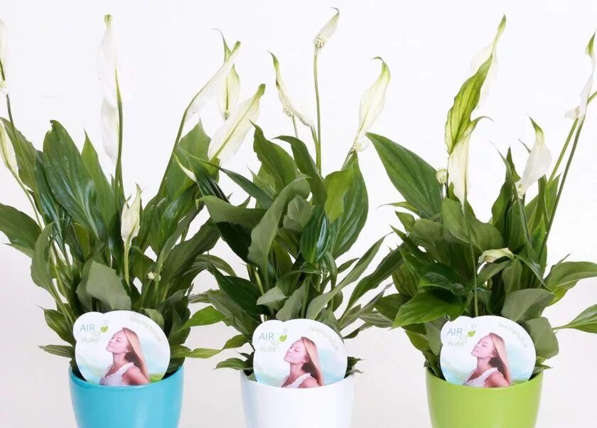 Спатифиллум pearl cupido. Спатифиллум купидо. Спатифиллум пёрл купидо мини. Спатифиллум купидо. Спатифиллум альба.