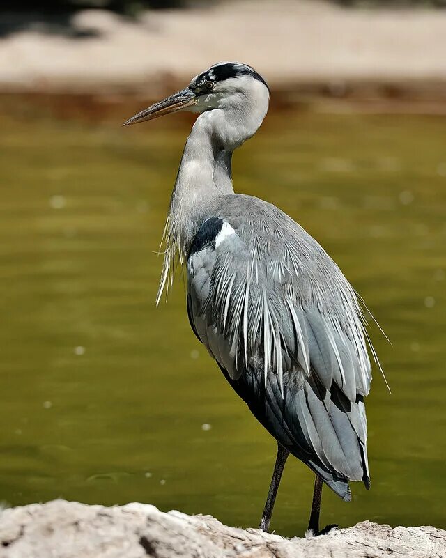 Цапля егэ. Национальный парк плещеево озеро тропа серая цапля. Серая цапля япония. Серая цапля переславль залесский. Серая цапля краснодаре.