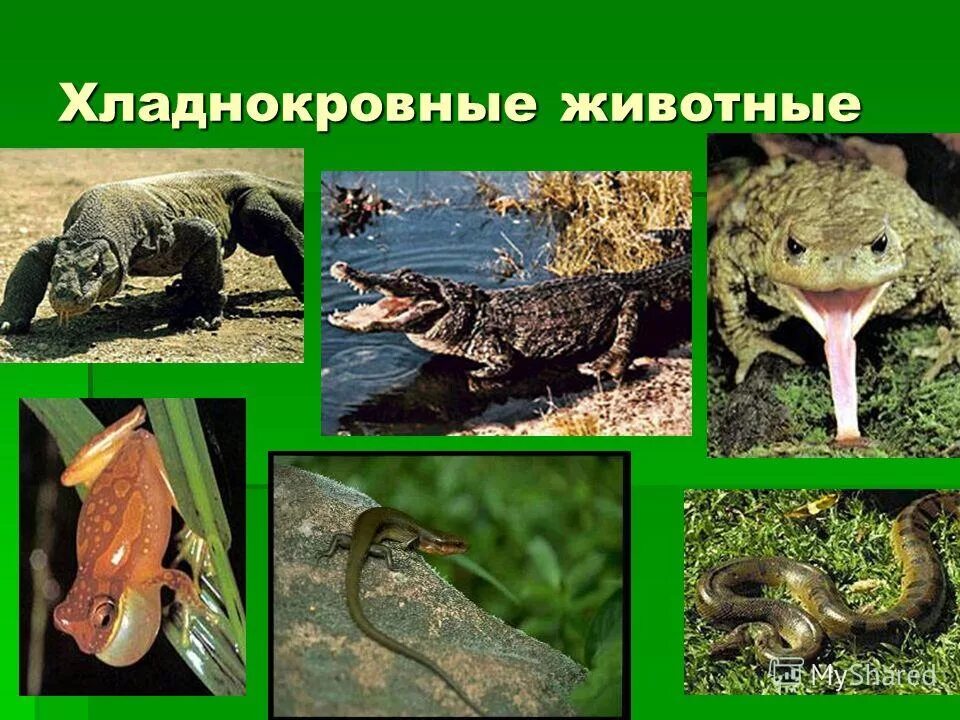 теплокровные и холоднокровные животные. игуана зеленая обыкновенная. рептилии пойкилотермные. холоднокровные животные это примеры. игуана василиск.