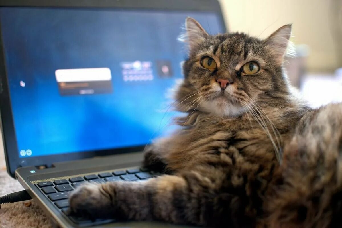 Вот это компьютер. Кот за компьютером. котик за компьютером. кошка и компьютер. коты с компами.