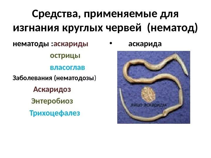 Как вывести аскариды у ребенка. Как вывести аскариды у ребенка