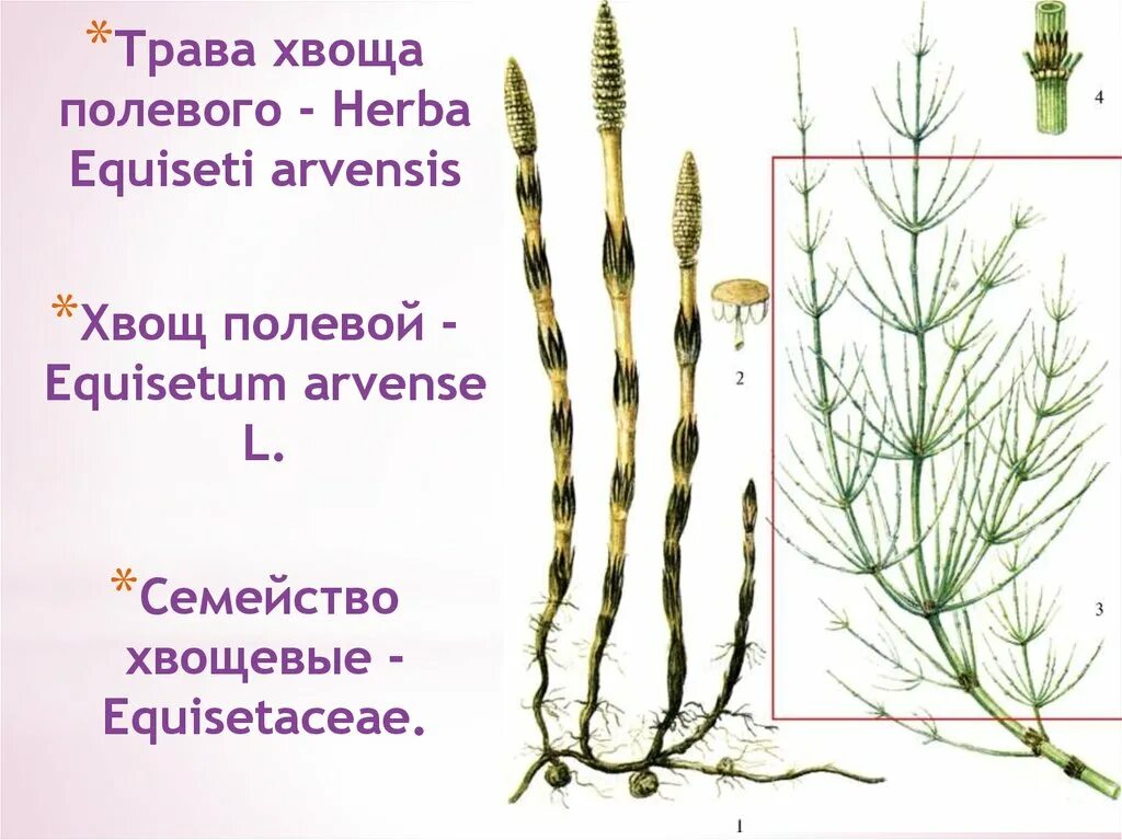 Хвощ полевой отдел растений. Трава хвоща полевого - herba equiseti arvensis. Хвощ полевой Equisetum arvense l.. Хвощ полевой Ботанический рисунок. Хвощи примеры растений
