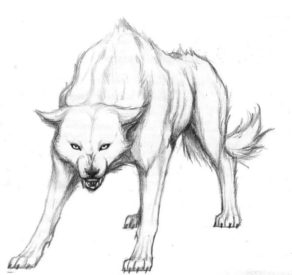 Рисунок собаки волка. Как нарисовать хвост волка. Волк спереди референс. Волк рисунок. Рисунки собак и волков.