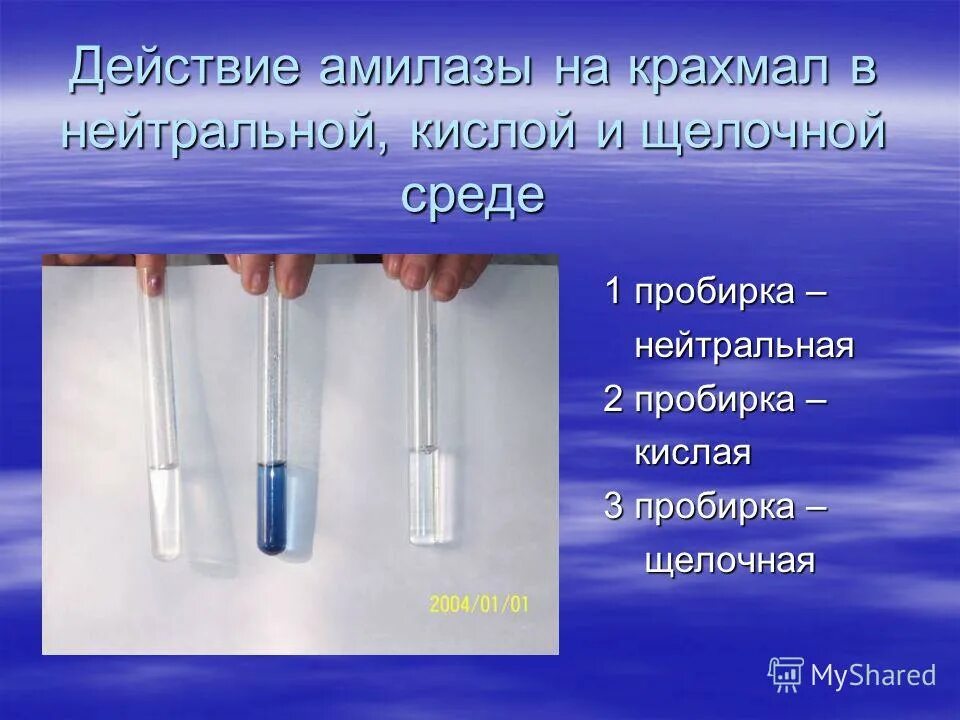 Влияние солей тяжелых металлов. Амилаза слюны ph. Кофе влияет на пульс. Влияние температуры на активность α-амилазы слюны. Специфичность действия ферментов.