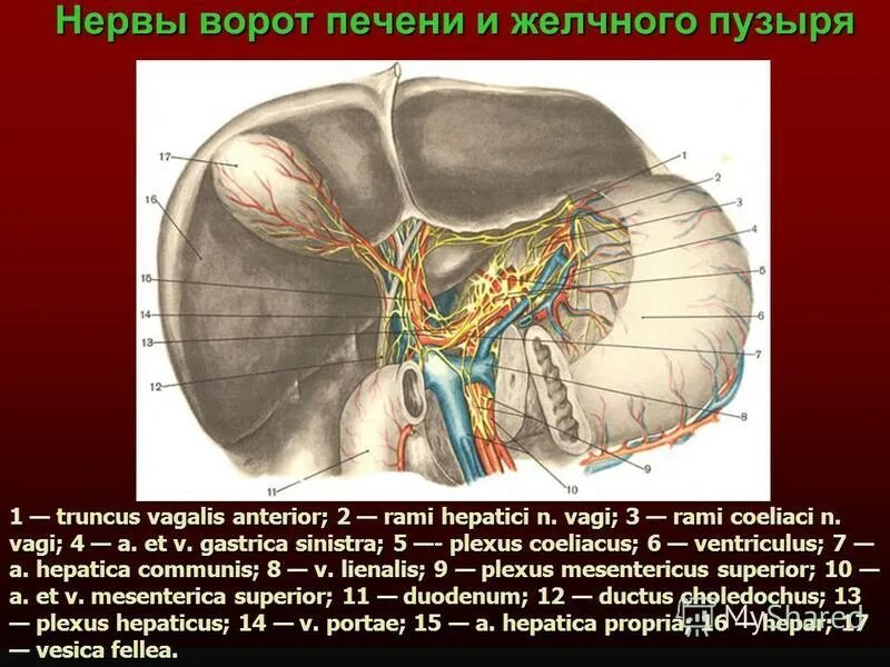 В ворота печени входят. Топографическая анатомия ворот печени. Печень анатомия ворота печени. Желчный пузырь кровоснабжение и иннервация. Иннервация печени и желчного пузыря.