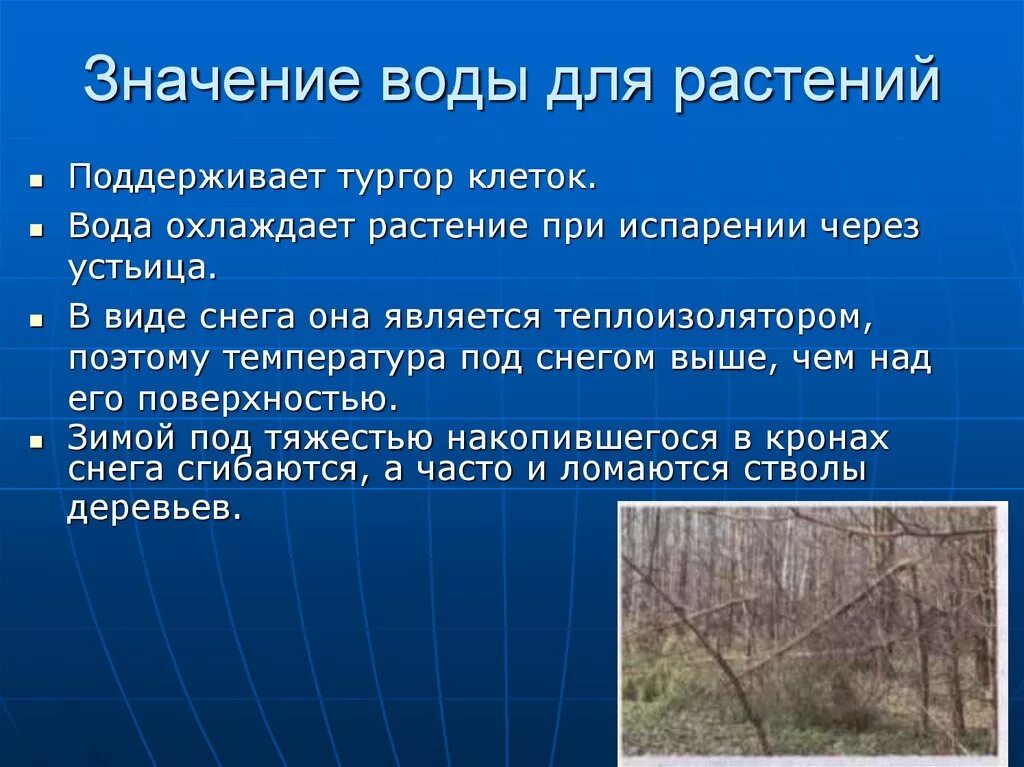 Значение воды для растений. Важность воды. Важность воды для растений. Значение воды в жизни растений.