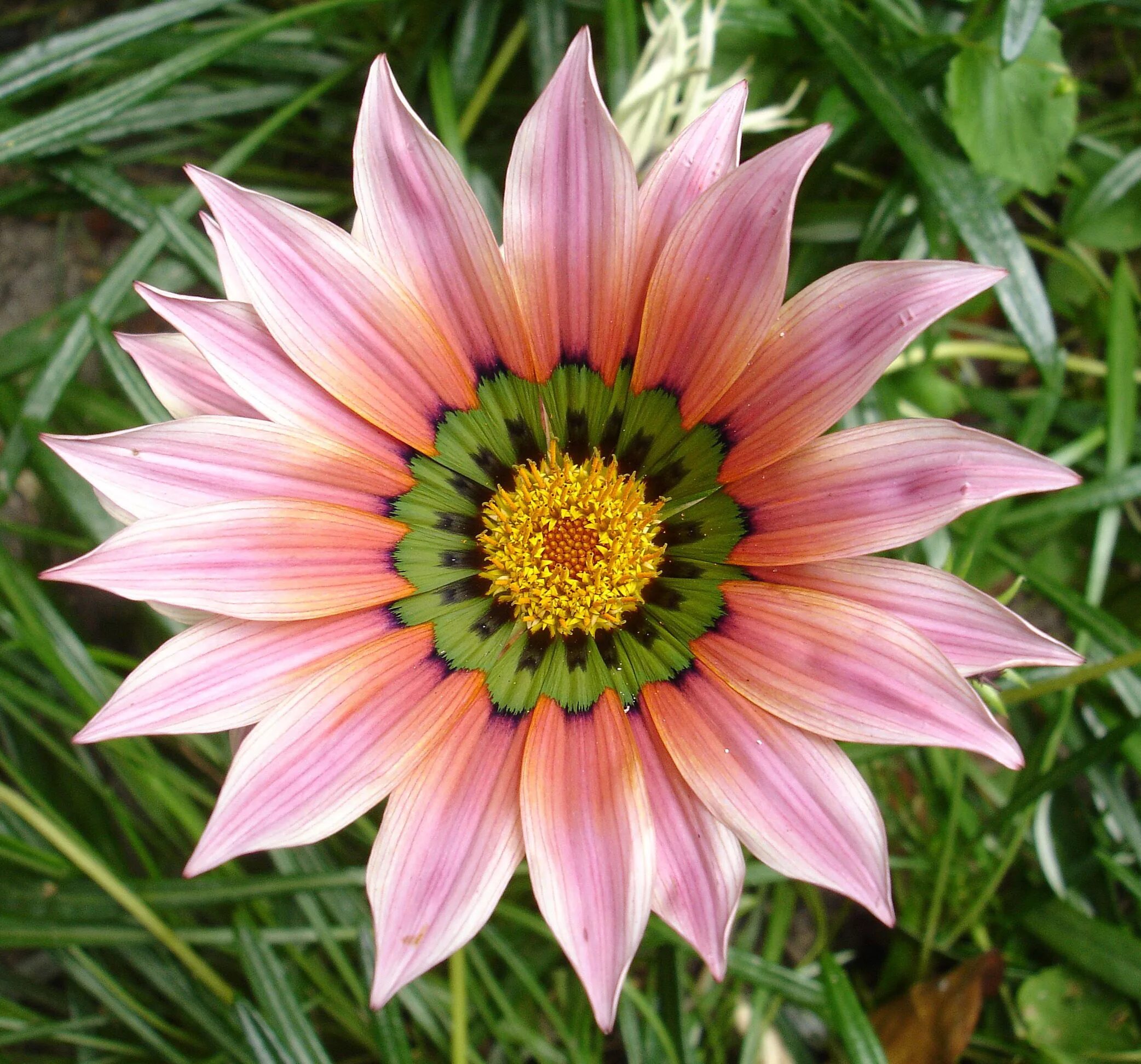 однолетники двулетники многолетники. однолетники двулетники многолетники. эхинацея пурпурная big kahuna. названия садовые.