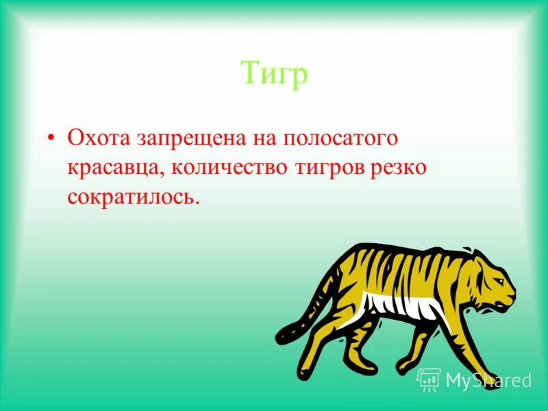 Уссурийский тигр численность. Амурские тигры численность по годам. Численность амурского тигра. Климат тигра. Число тигра.
